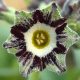 x auricula ' Hänsel und Gretel JP '-0