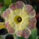 x auricula ' Zwerg Nase JP '-0