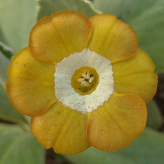 x auricula Bright Ginger-0