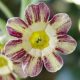 x auricula ' Darent Tiger '-0