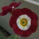 x auricula Headdress-0