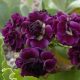 x auricula Doublet-0
