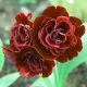 x auricula Rebecca Baker-0