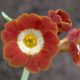x auricula Robbo-0