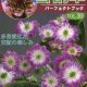 Buch Hepatica-Leberblümchen-Japanisch-Vol. 10-0