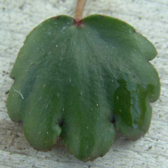 Cortusifolia Kita-dake JP-6742