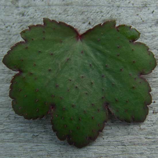 Cortusifolia-Hybride Akaishi-dake JP-6685