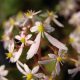 Cortusifolia Ailrianrod JP-0