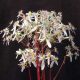 Cortusifolia Rowena Revenclaw JP-0