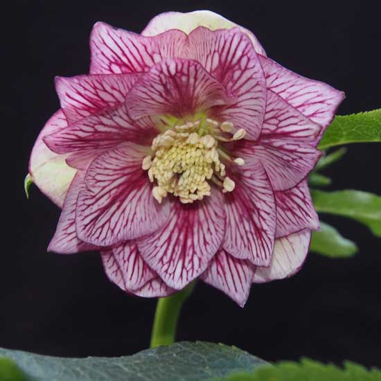 x orientalis ' SP Lily '-6898