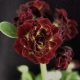 x auricula Avon Castle-0