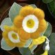 x auricula Brazil-0