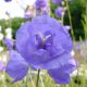 persicifolia ' Blue Bloomers '-0