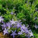 garganica ' Barbery '-0
