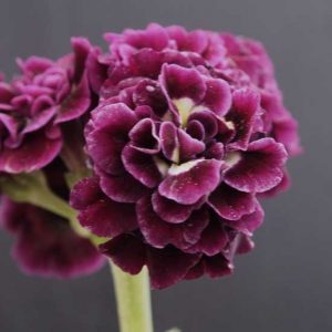 x auricula Checkmate-0