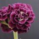 x auricula Checkmate-0