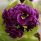 x auricula Clatter Ha-0