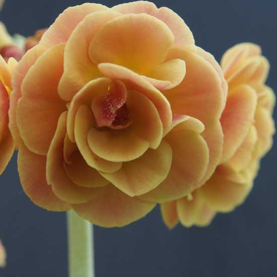 x auricula Forest Kingcup-0
