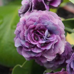 x auricula Forest Purple Penny-0