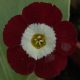 x auricula Geronimo-0