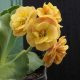 x auricula Joan Curtis-0