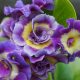 x auricula Pop's Blue-0