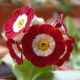 x auricula Simply Red-0