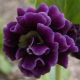 x auricula Thems-0