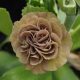 x auricula Trouble-0