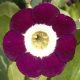 x auricula Lilac Domino-0