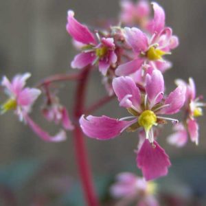 Cortusifolia-Hijiri-dake JP-0