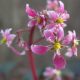 Cortusifolia-Hijiri-dake JP-0