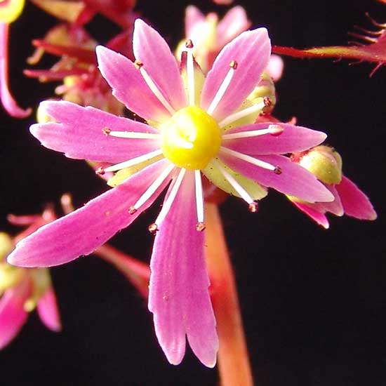 Cortusifolia-Kazumi JP-7270