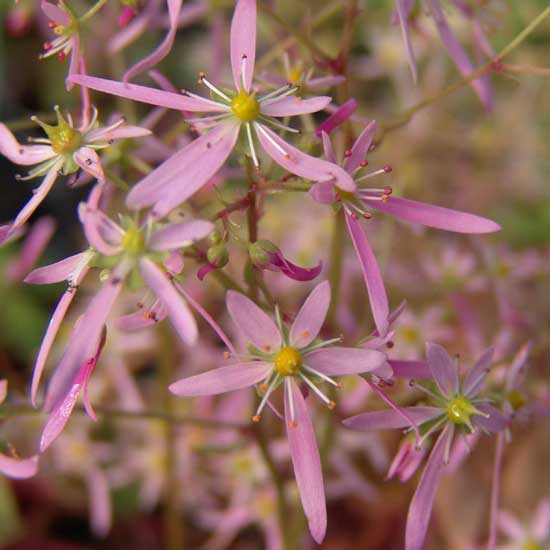 Cortusifolia-Kohana JP-0