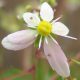 Cortusifolia-Mina “Margery” Crandon JP-0