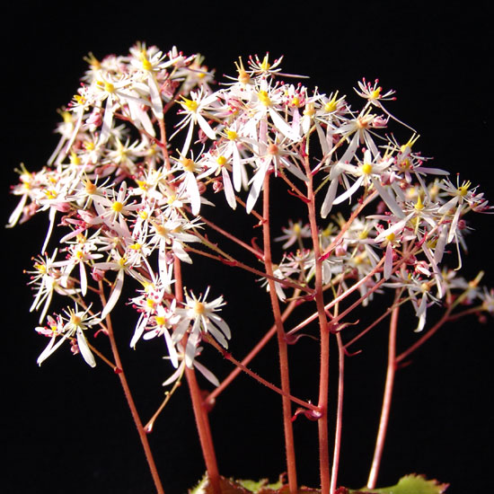 Cortusifolia-Warusawa-dake JP-7296