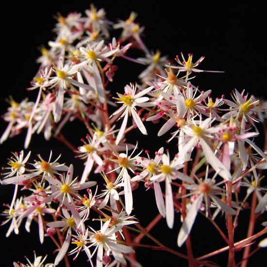 Cortusifolia-Warusawa-dake JP-0
