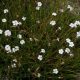 minutifolius-0