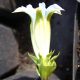 angustifolia Alba-0