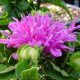 fistulosa Petit Delight-0