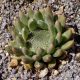 spinosus Minima-0
