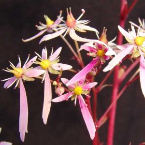 Cortusifolia-Haruko JP-0