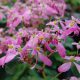 Cortusifolia-Taiki JP-0