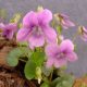 rupestris Rosea-0