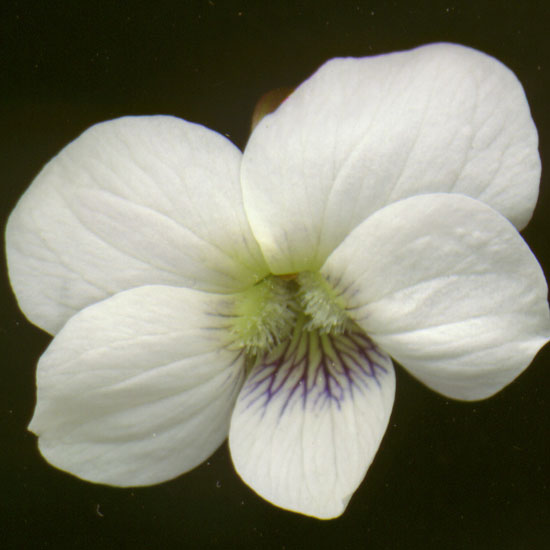 sororia Albiflora-0