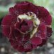 x auricula Forest Red Mist-0