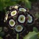 x auricula Glenluce-0