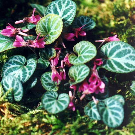 variegata var. nipponica-0