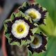 x auricula Ray's Anna-0