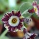 x auricula Tim's Fancy-0
